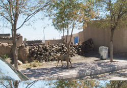 Kutören'de hayvancılık gelişiyor