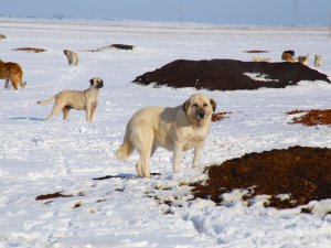 Sahipsiz köpeklerin yaşam mücadelesi