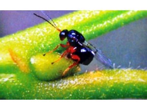 Kestane üretimi tehdit altında