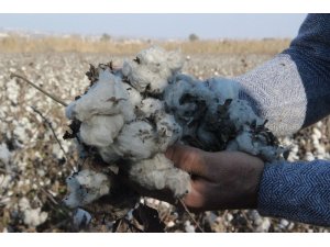 ’Beyaz altın’ tarlada kaldı