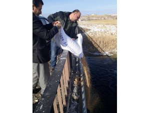 Van’da yaban hayvanlarına yem desteği
