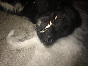 Havza’da köpek zehirlenmesi iddiası