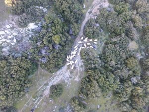 Kaybolan koyunlar drone ile bulundu
