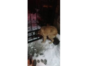 Başı demir kapıya sıkışan köpeği itfaiye kurtardı