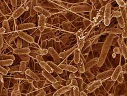 Yılda 1 milyon insanı öldürüyor