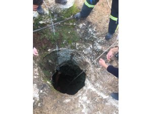 Batman'da kuyuya düşen buzağı kurtarıldı