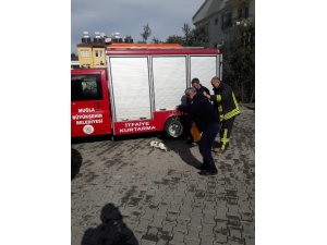 Asansör boşluğuna düşen kediyi itfaiye kurtardı