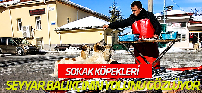 Sokak köpekleri seyyar balıkçının yolunu gözlüyor