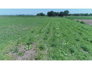 Samsun tarımsal üretimde Türkiye’nin ilk sıralarında