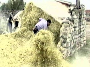 Saman altından esrar çıktı