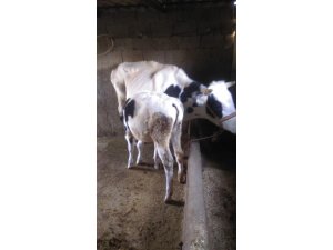 Hayvan hırsızları yakalandı