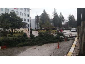 Bucak’ta fırtına ağacı devirdi
