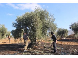 Zeytin hasadında sona gelindi