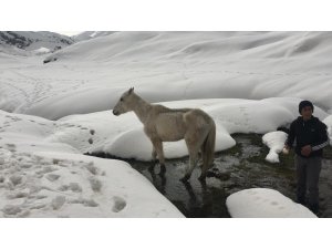 Batman'da karda mahsur kalan at kurtarıldı