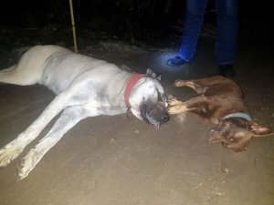Kazlarından sonra şimdi de köpekleri katledildi
