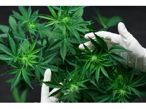 Mustafa Kurt: "Kenevir üretimi oldukça stratejik bir bitki"