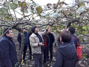 Kivi budama dönemi başladı