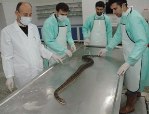 Boğa ve piton yılanına otopsi yapıldı