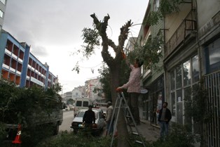 Ereğli'de ağaçlar budanıyor