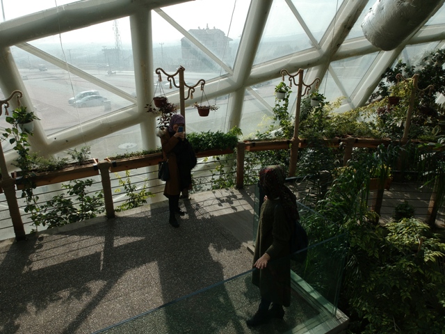 NASA'nın "oksijen deposu" bitkileri kelebekler için yetiştiriliyor