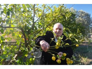 Ege’de soğuk narenciyeyi etkiledi