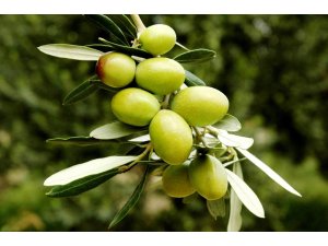 Yeşil zeytin, sofralık zeytin ihracatına damga vurdu