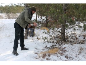 Sivas'ta kuşlar için doğaya yem bırakıldı