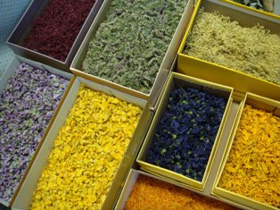 İşte Domuz Gribi kalkanları