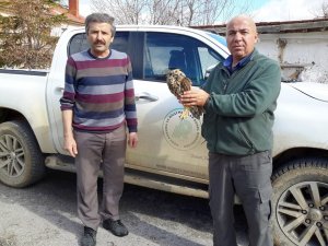 Konya'da yaralı halde bulunan orman baykuşu, koruma altına alındı