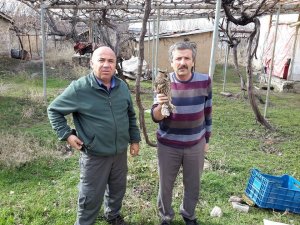 Yaralı baykuş koruma altında