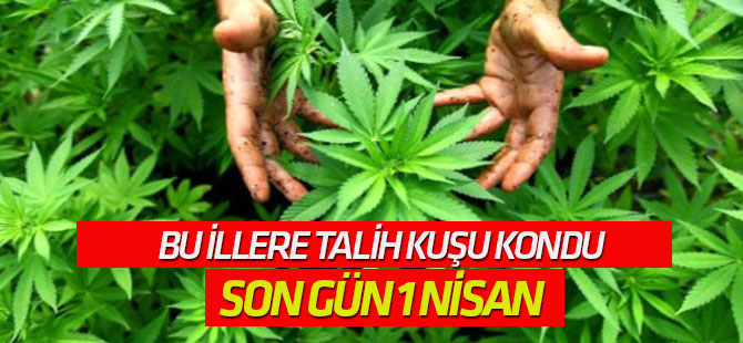 Kenevir Üretimi İçin Tarih Belirlendi: Son Gün 1 Nisan