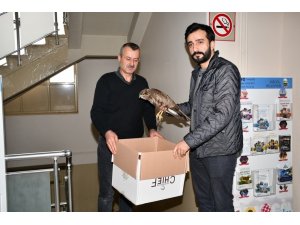 Yolda bulduğu yaralı şahini belediyeye teslim etti