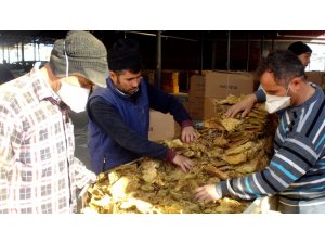 Sarıgöl’de tütün alımlarına başlandı