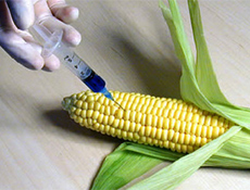 GDO'lu ürünler yasaklandı