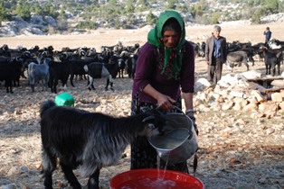Sarıkeçili Yörüklerinin keçi yasağı çilesi