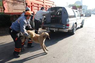 ''Köpek kisti''ne dikkat!