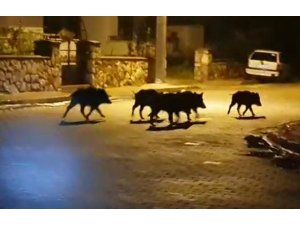Milas’ta aç kalan domuzlar şehre indi
