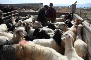 Beyşehir'de kurbanlıklar görücüye çıktı