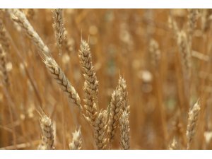 İlçe bazlı kuraklık verim sigortası poliçe tarihi uzatıldı