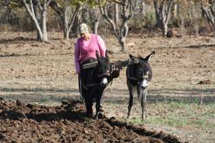 Karakaçanlar tarımın hizmetinde