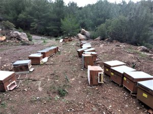 Arıcıya bir darbe de yabani hayvanlardan geldi
