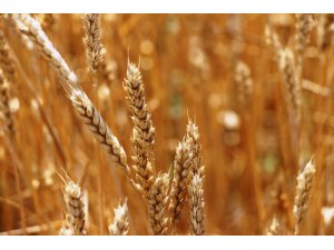 Kuraklık sigortası müracaatları 15 Şubat’a uzatıldı