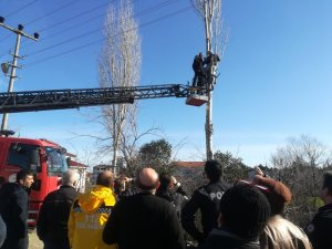 Ağaç budarken elektrik akımına kapıldı