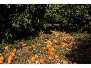 Aşırı yağış ve fırtına narenciyeyi dibine döktü, üretici perişan oldu
