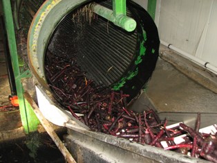 Avrupa'nın gıdası: Siyah havuç