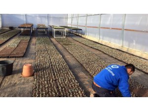 Büyükşehir 30 dönüm arazide 100 bin Fide üretti
