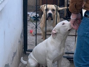 Pitbull okula giden öğrenciye saldırdı