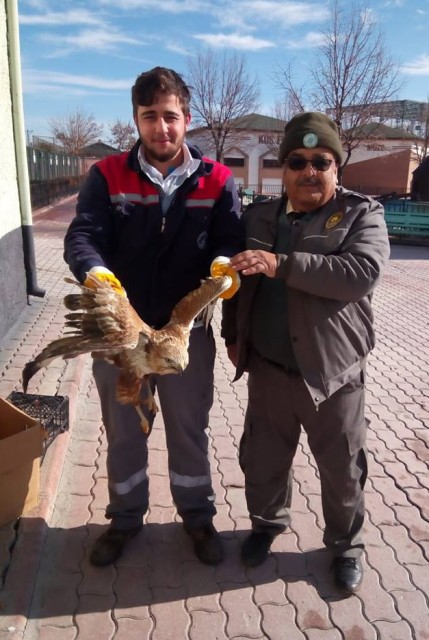 Yaralı şahin koruma altında