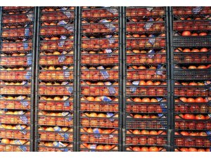 Sıcak hava halde fiyatları düşürdü