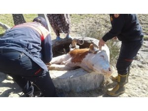 Su kuyusuna düşen inek itfaiye tarafından kurtarıldı
